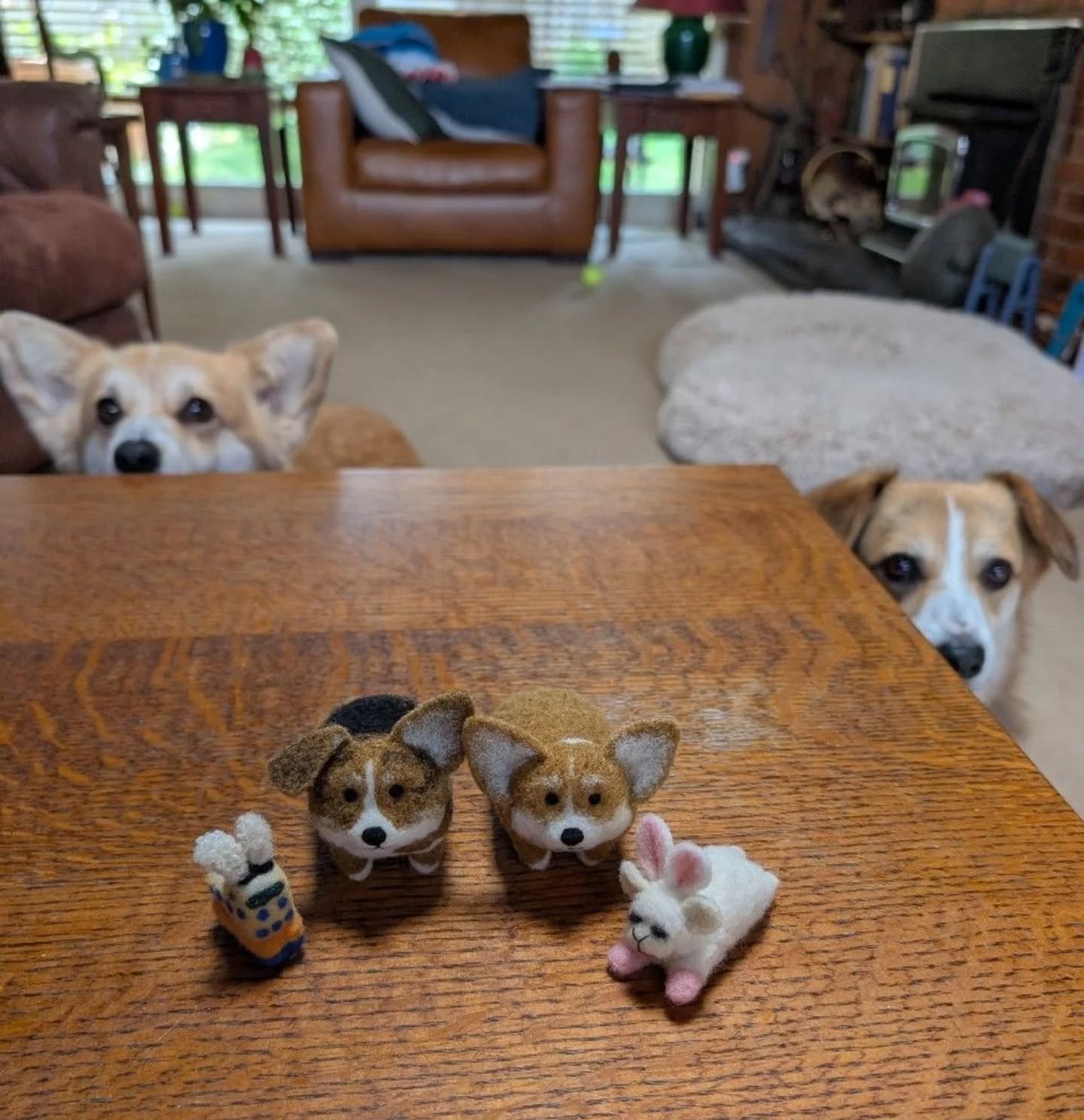 Happy Rump Day from this lil squad.

#wednesday #dogpack #corgis #corgisquad #SquadGoals