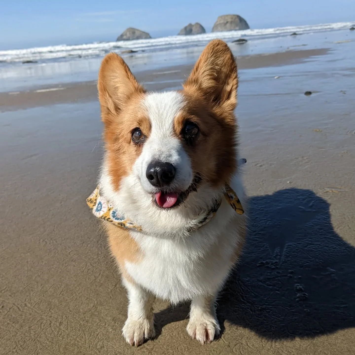 One year ago today I woke up watching my old dog sleeping in my closet and knew it was my last morning to count her breaths and listen to her snores. We took her to the beach the day before, fed her Pringles and rolled her chariot past stinky seaweed