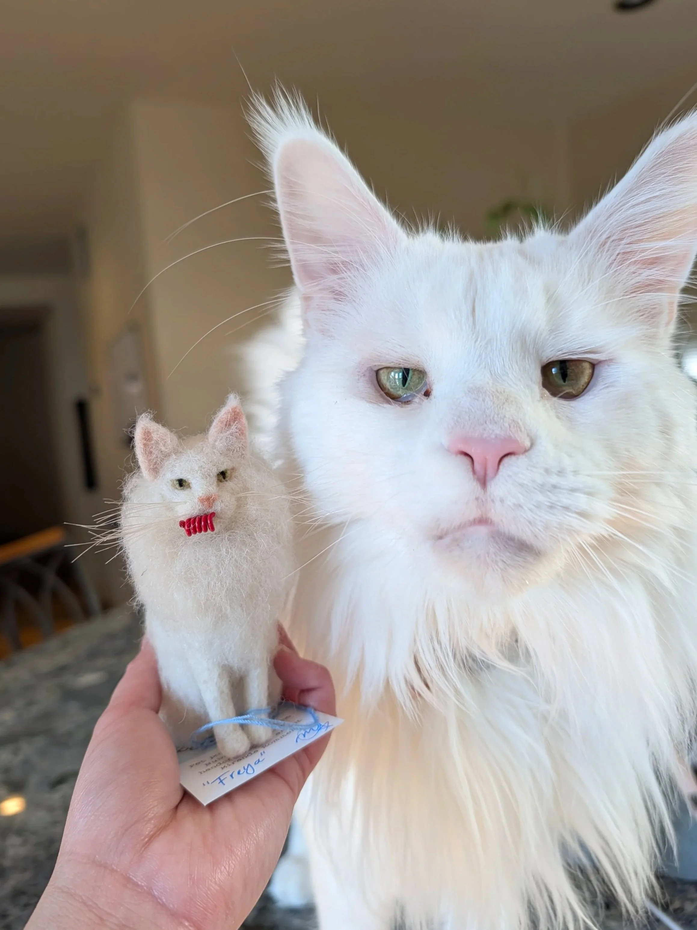 Freya the Main Coon with her original Fiber Friend