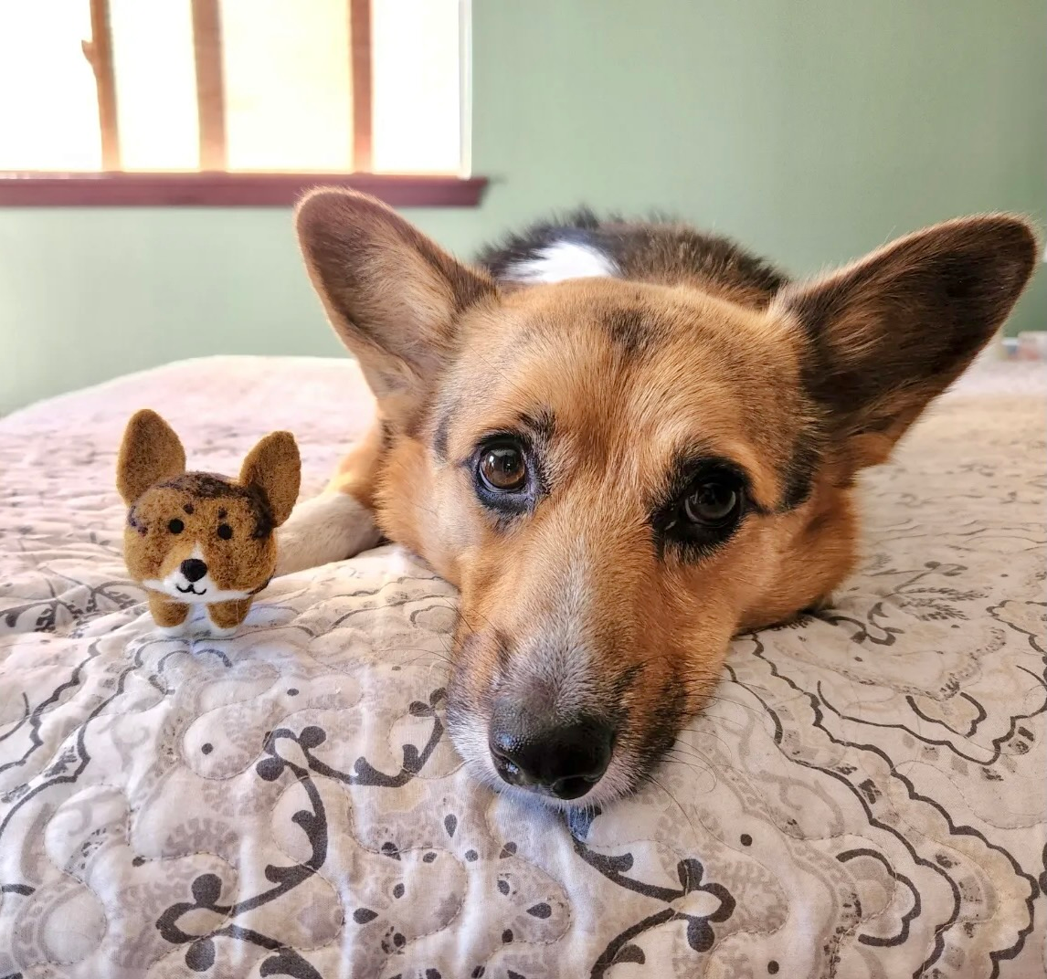 A dog lying on a patterned bedspread with a small plush toy of a cute dog next to it in a room with green walls and a window in the background.