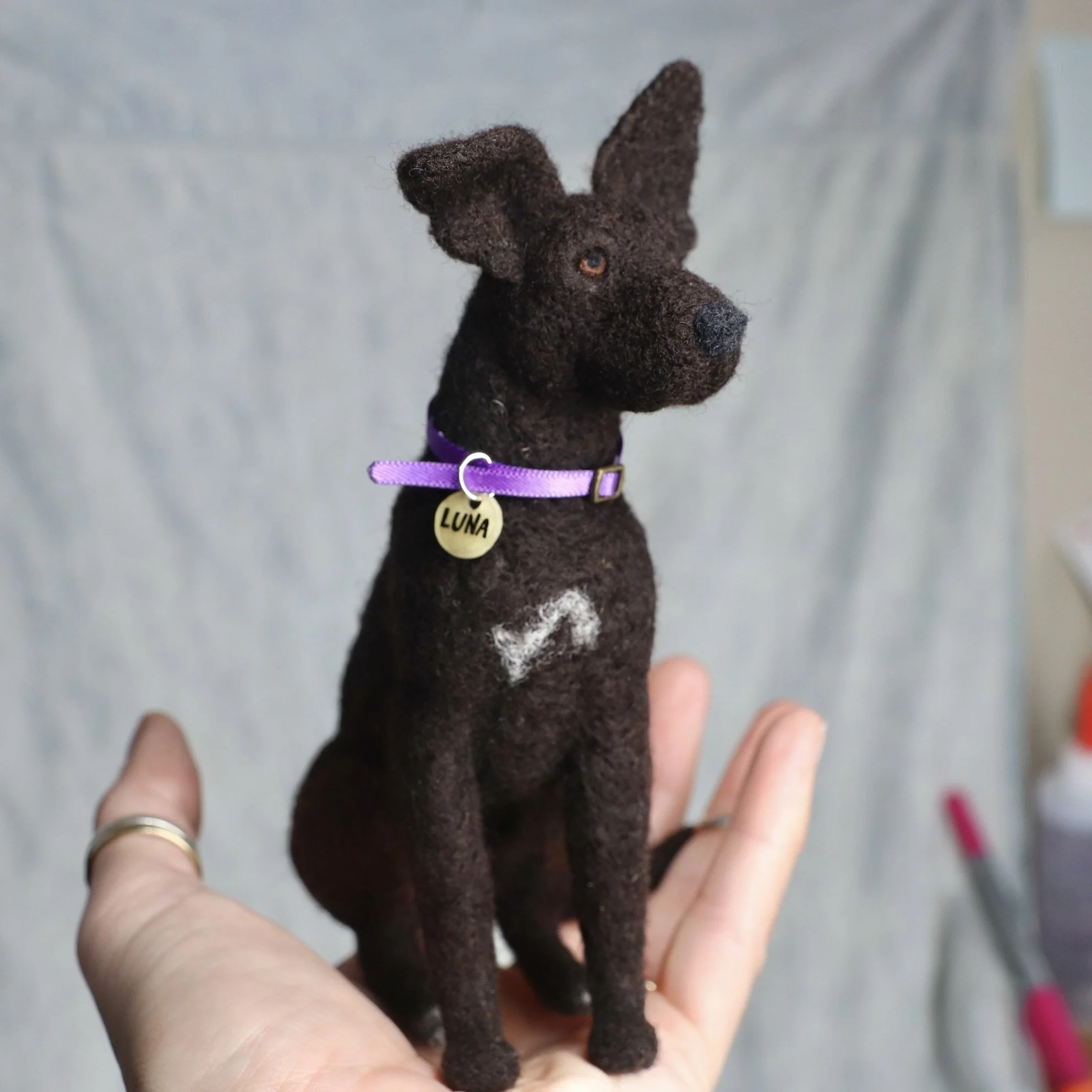 Luna wearing a purple collar and name tag