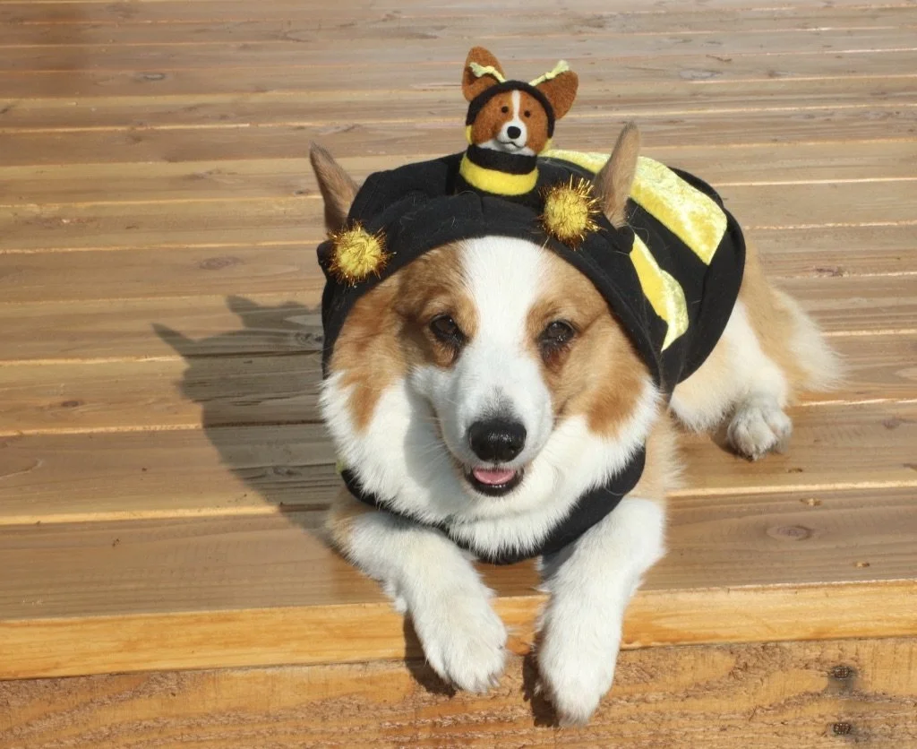 A dog dressed in a bumblebee costume with a small plush bee on its head, lying on a wooden deck.