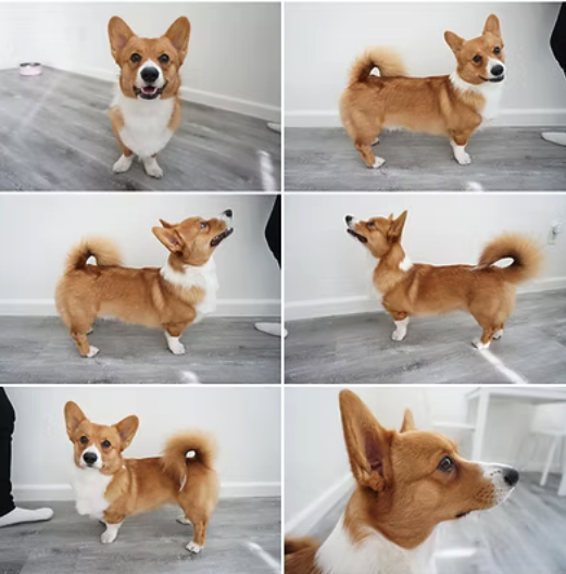 Series of six photos of a small, tan and white corgi dog with a fluffy tail, standing on a wooden floor against a white wall, showing different angles and expressions.