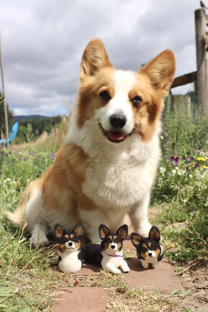 A happy Corgi dog sitting outdoors on a pathway with three small plush dog toys resembling Corgis placed in front of it, surrounded by grass and flowers under a cloudy sky.