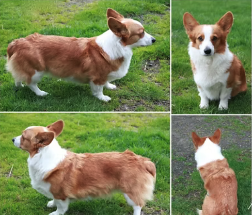 Collage of four images of a Pembroke Welsh Corgi dog in different poses on grass