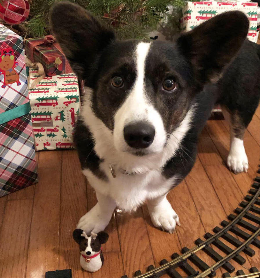 A black and white corgi dog sitting on a wooden floor surrounded by wrapped Christmas presents and a miniature dog figure in front of it.