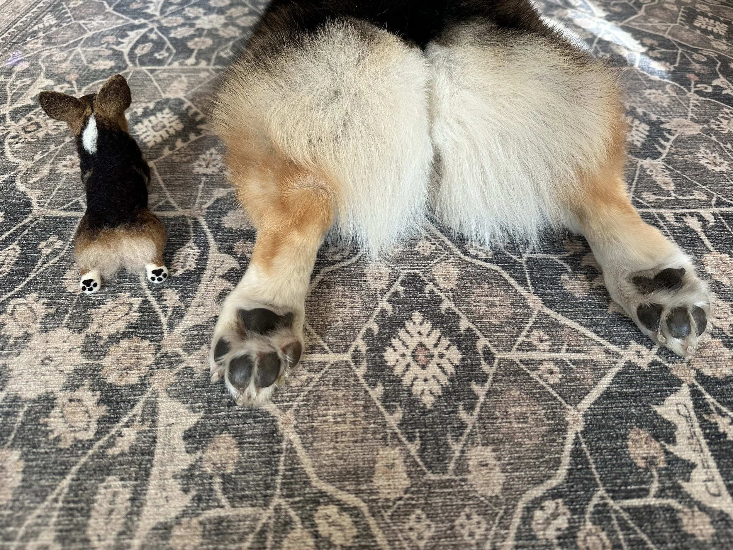 Back view of a corgi dog lying on a patterned rug, with two paws extended forward, next to a small plush corgi toy.