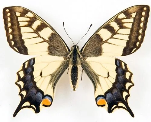 Dazzle Inspiriation 2.jpg