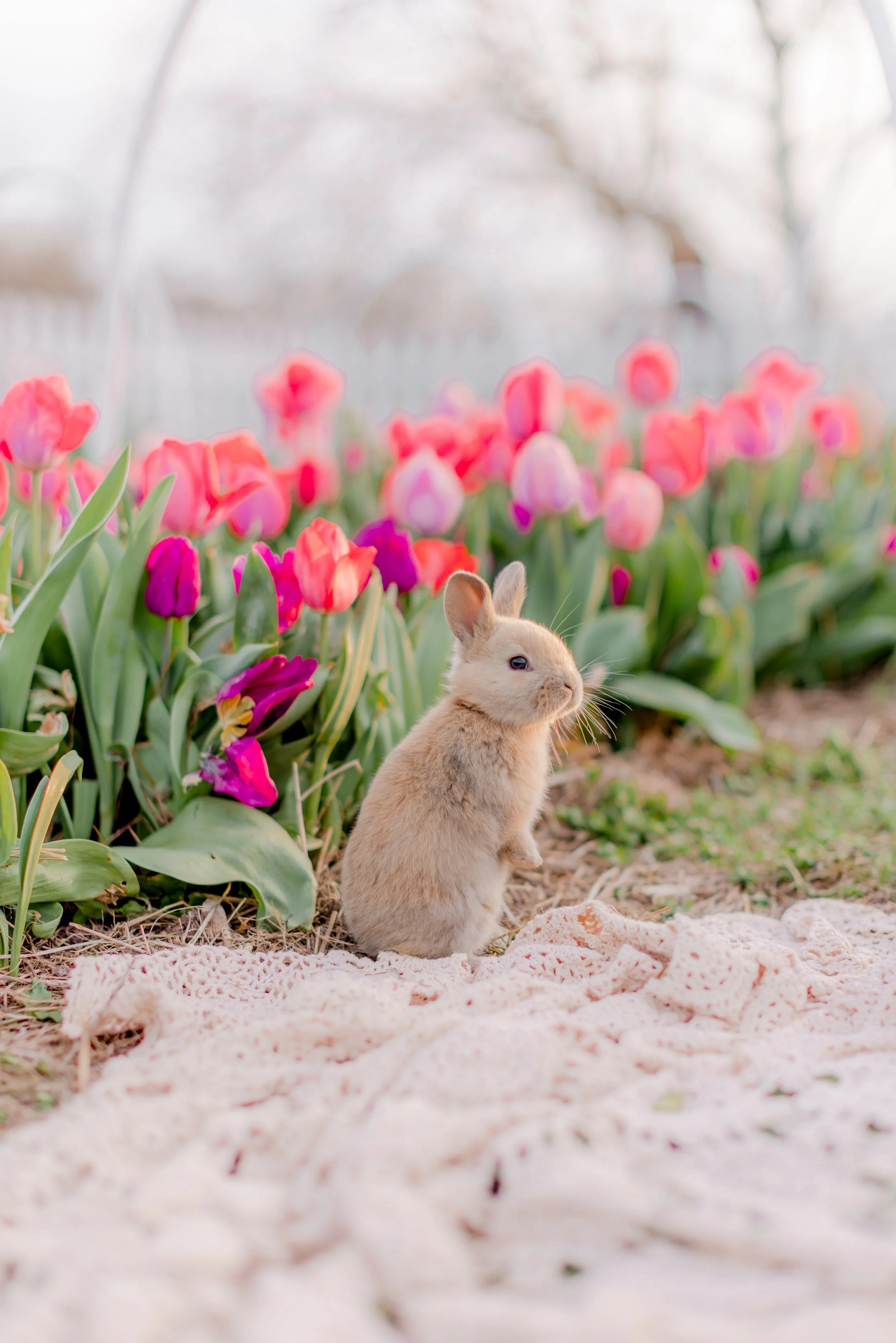 Spring Mini Sessions
