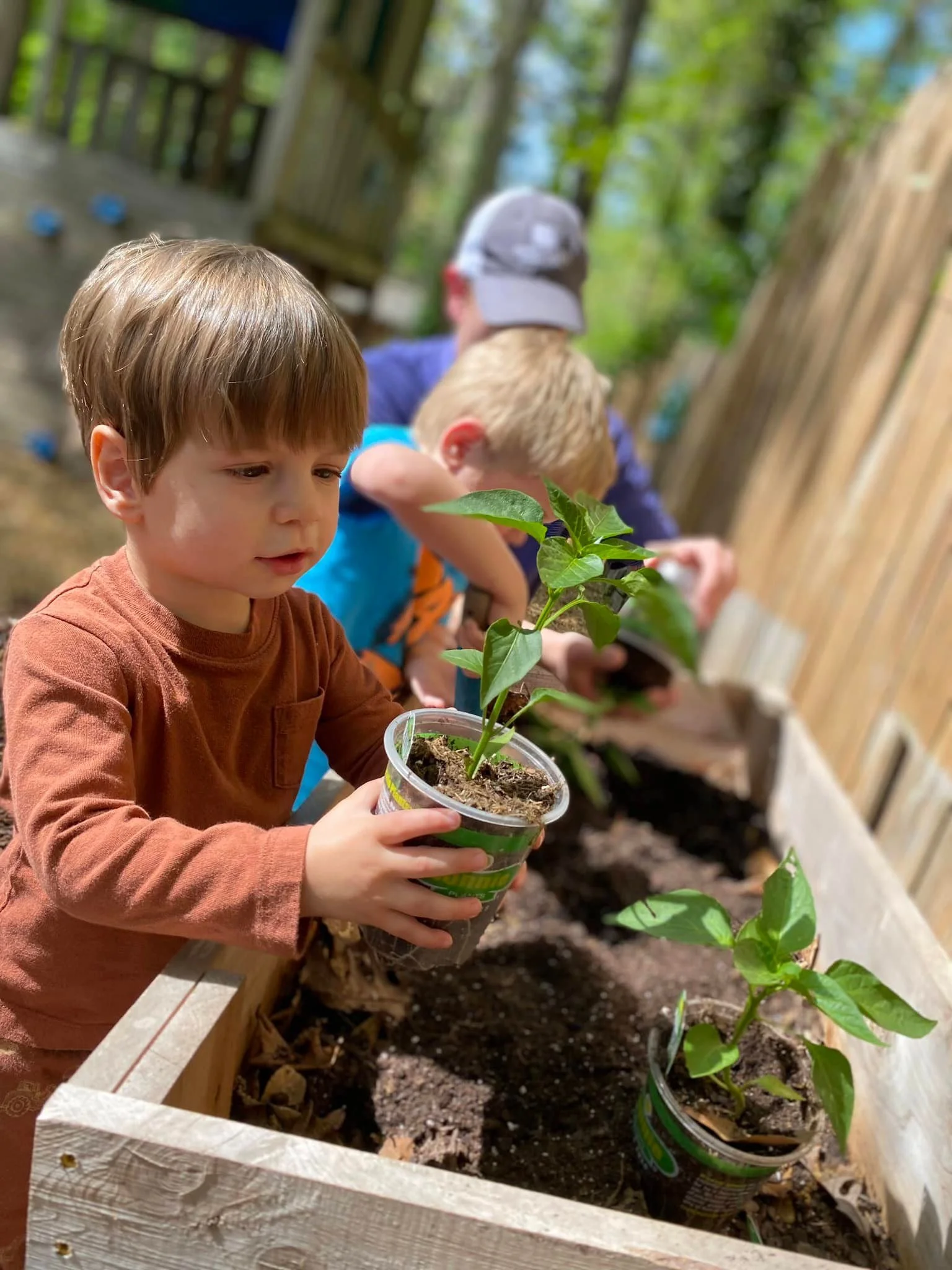 A 3 year old boy putting a plant in a garden