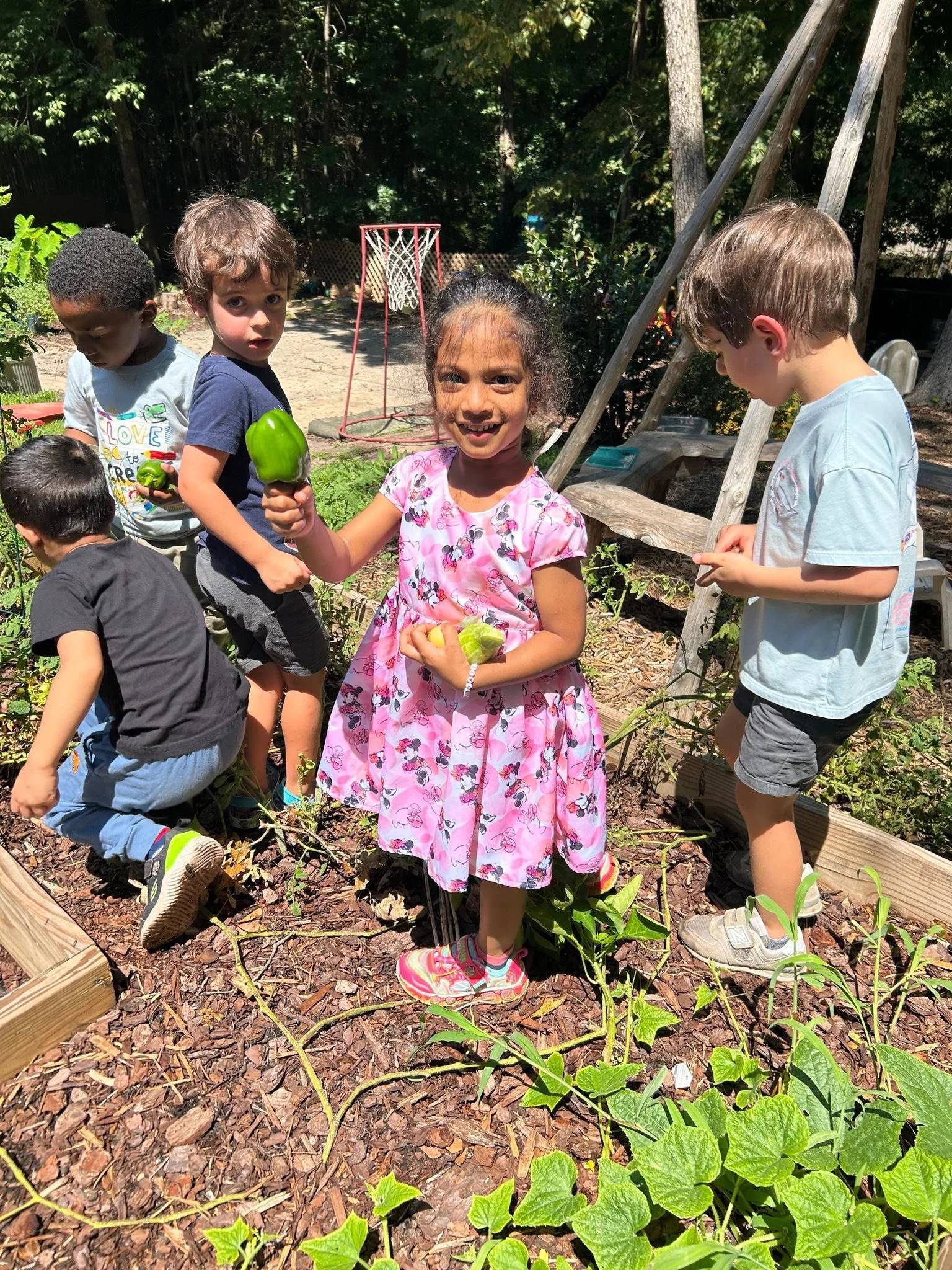 A group of preschoolers helping pick vegetables