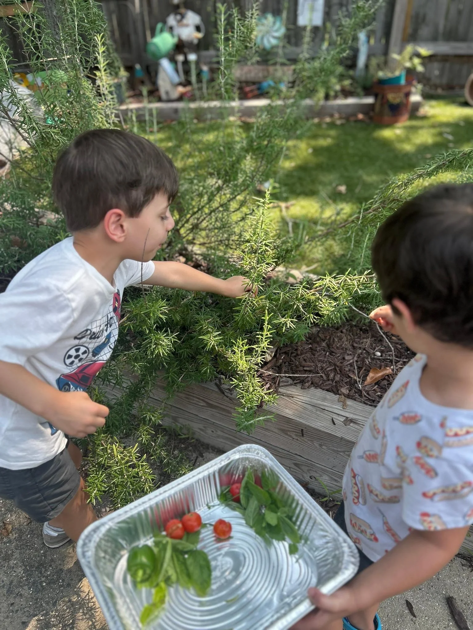 Two preschool boys herbs and vegetables for lunch