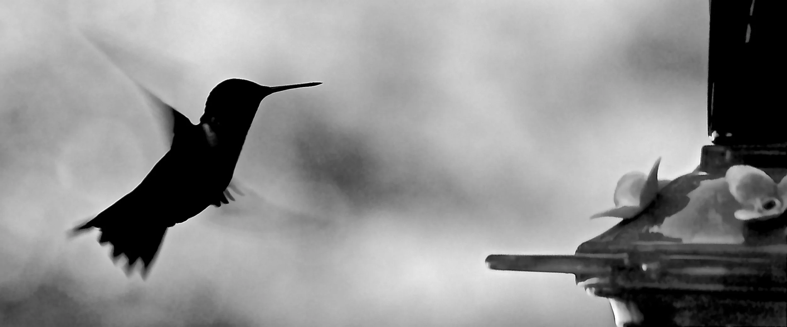 Hummingbird, 07-30-16, in flght B&W.jpg