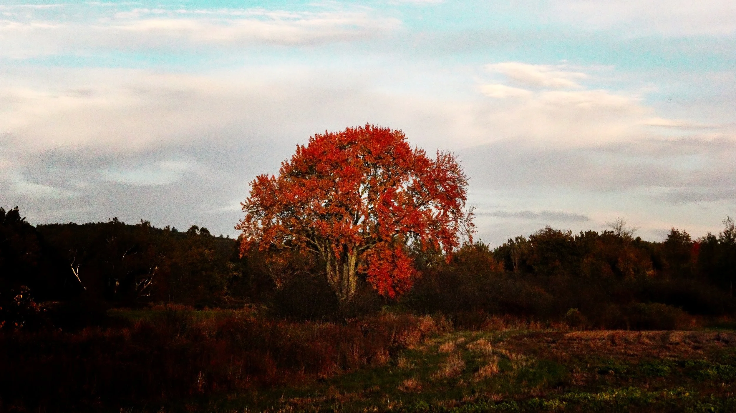 Orange Tree in a Field.jpeg