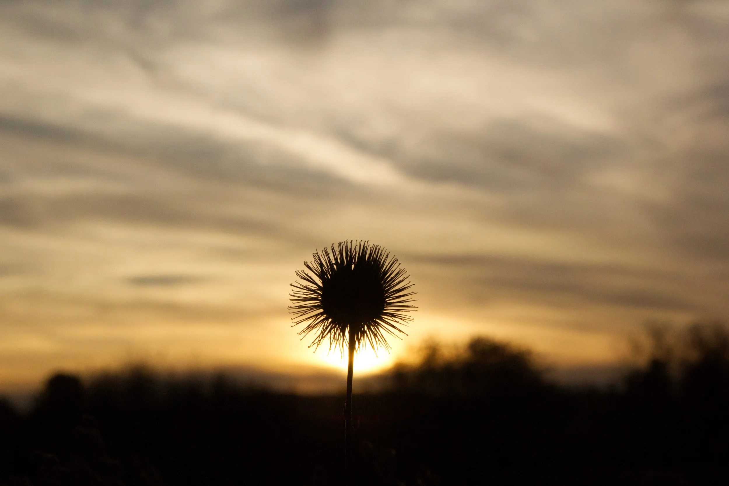 Burr with the Sun.jpeg