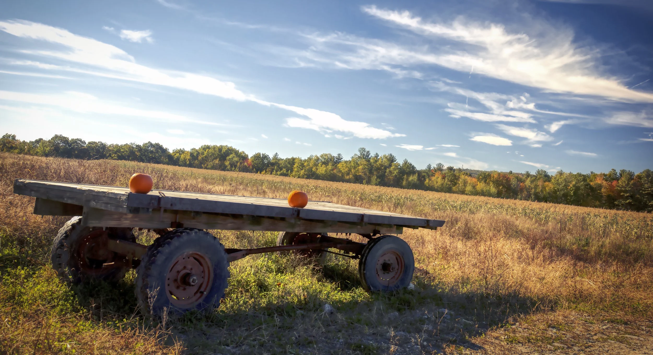 Pumpkin Trailer 1.jpeg