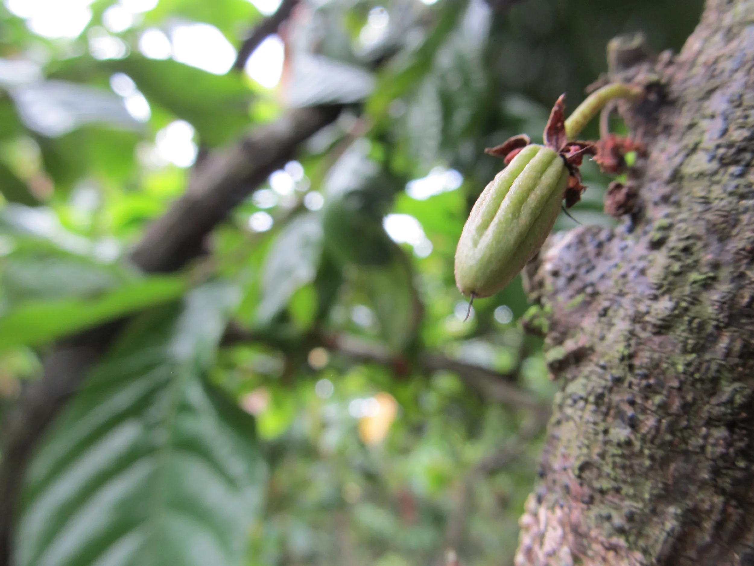Close-up of a small green fruit hanging from a tree trunk with leaves and branches in the background.
