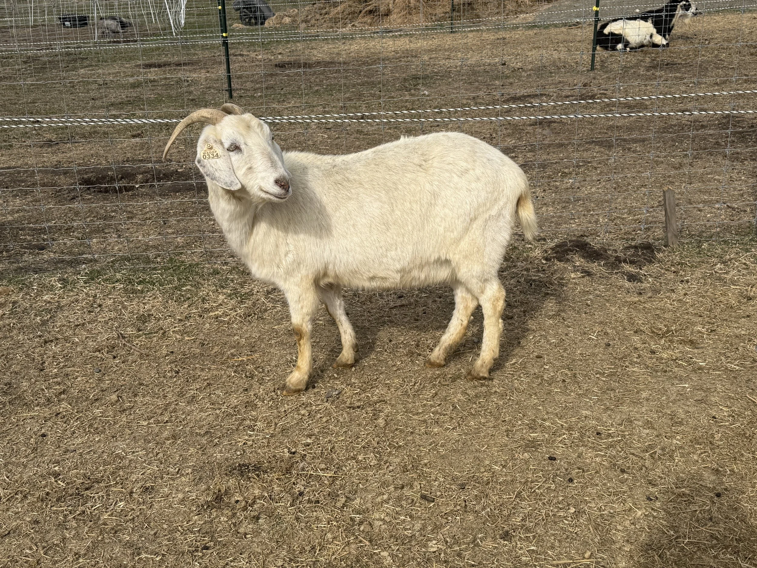 Mochi- 3 year old registered New Zealand Kiko doe (proven)