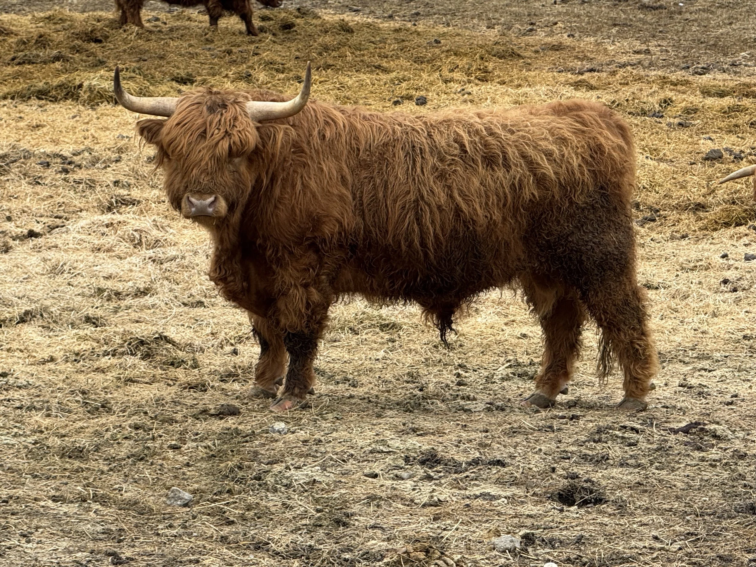 Wicket- 3 year old yellow registered Highland bull