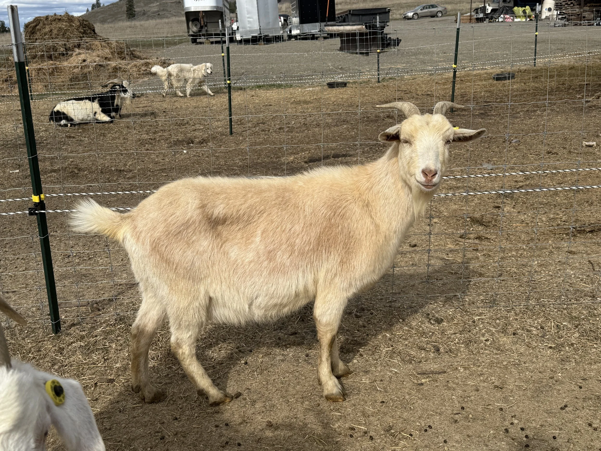 Suga- 3 year old registered American Kiko doe (proven)
