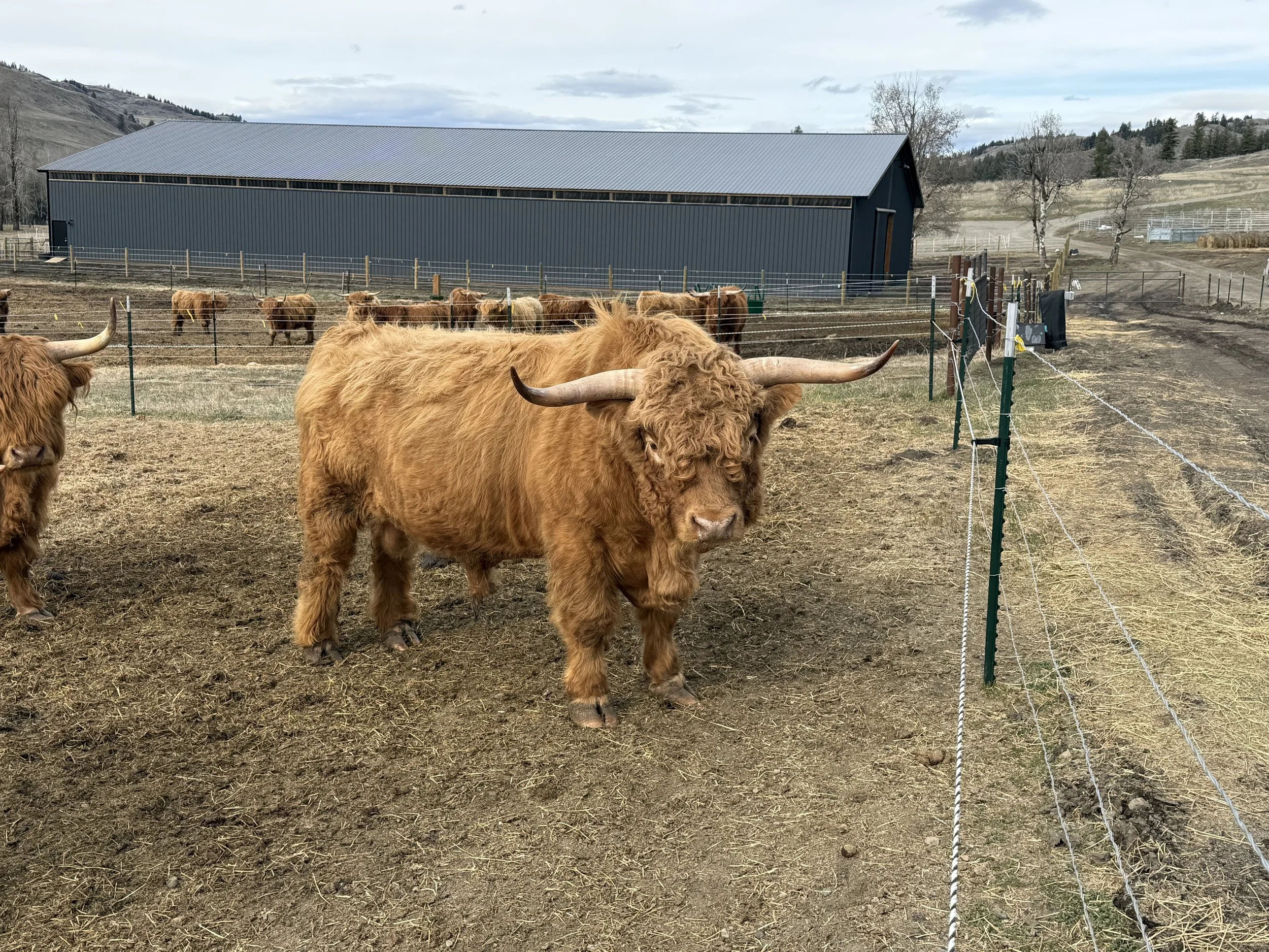 Dick Davis- 5 year old yellow registered Highland bull