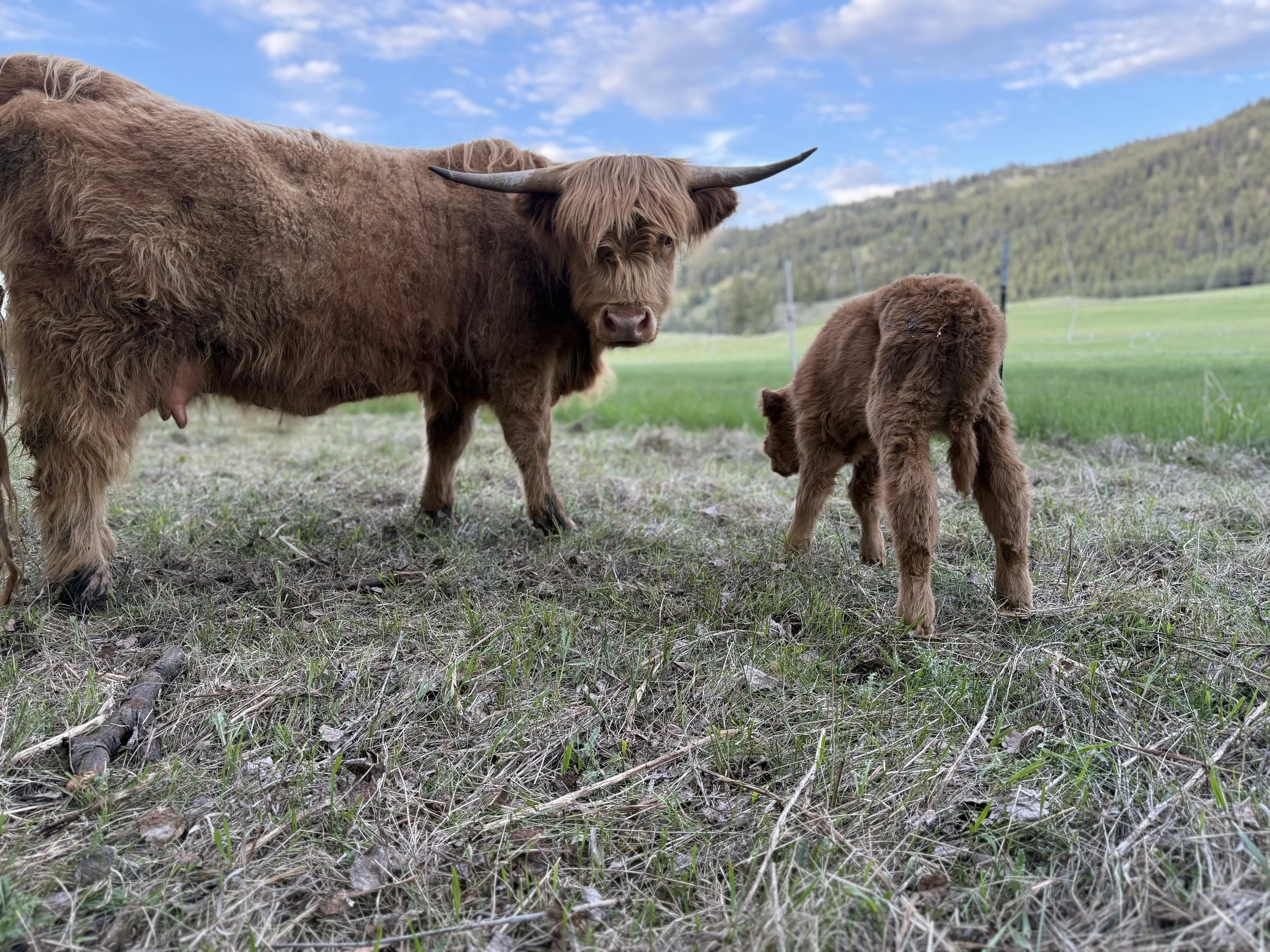 Highland Cattle