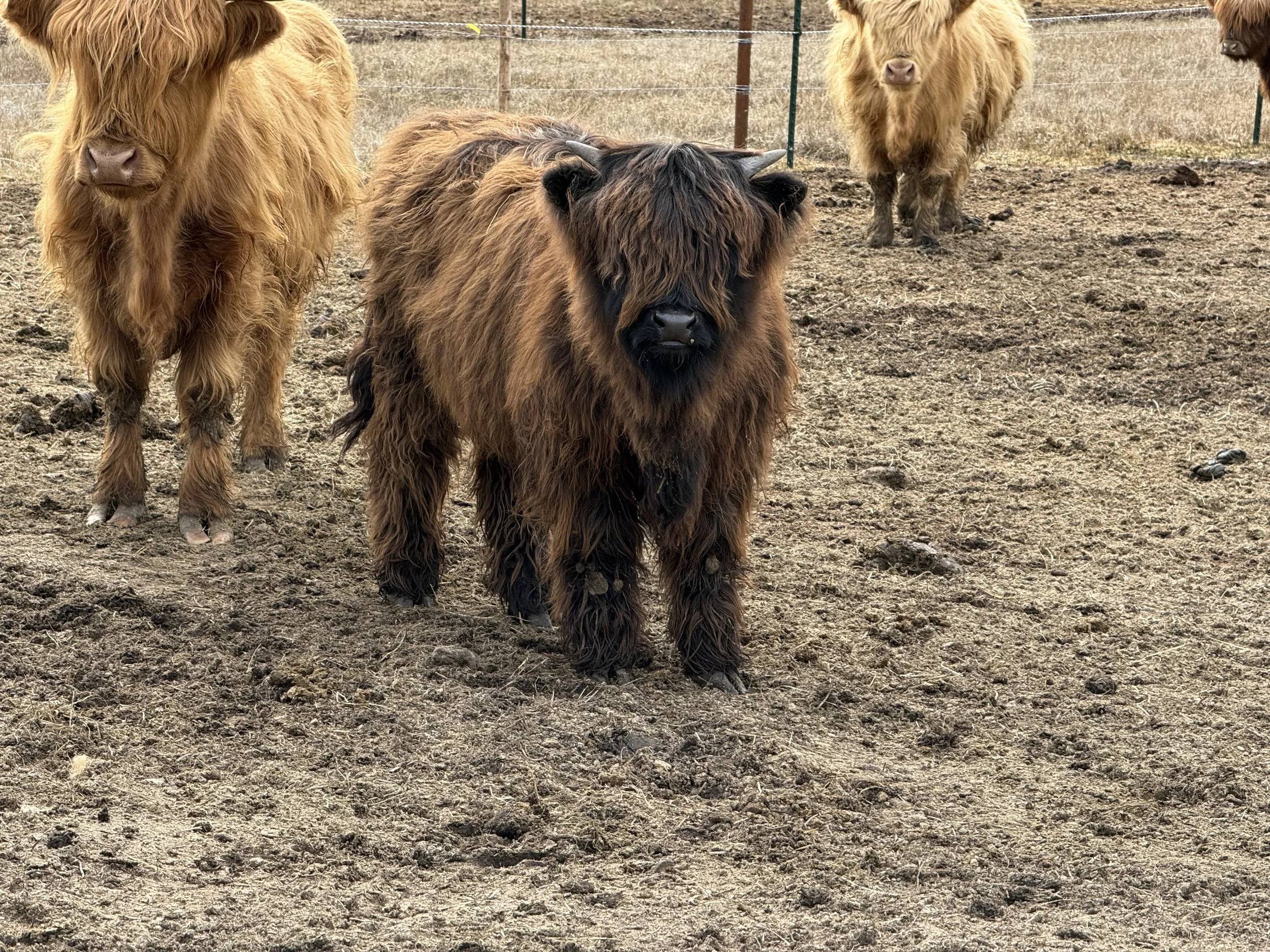 Brisket- 6 mo black Highland bull (registrable) 