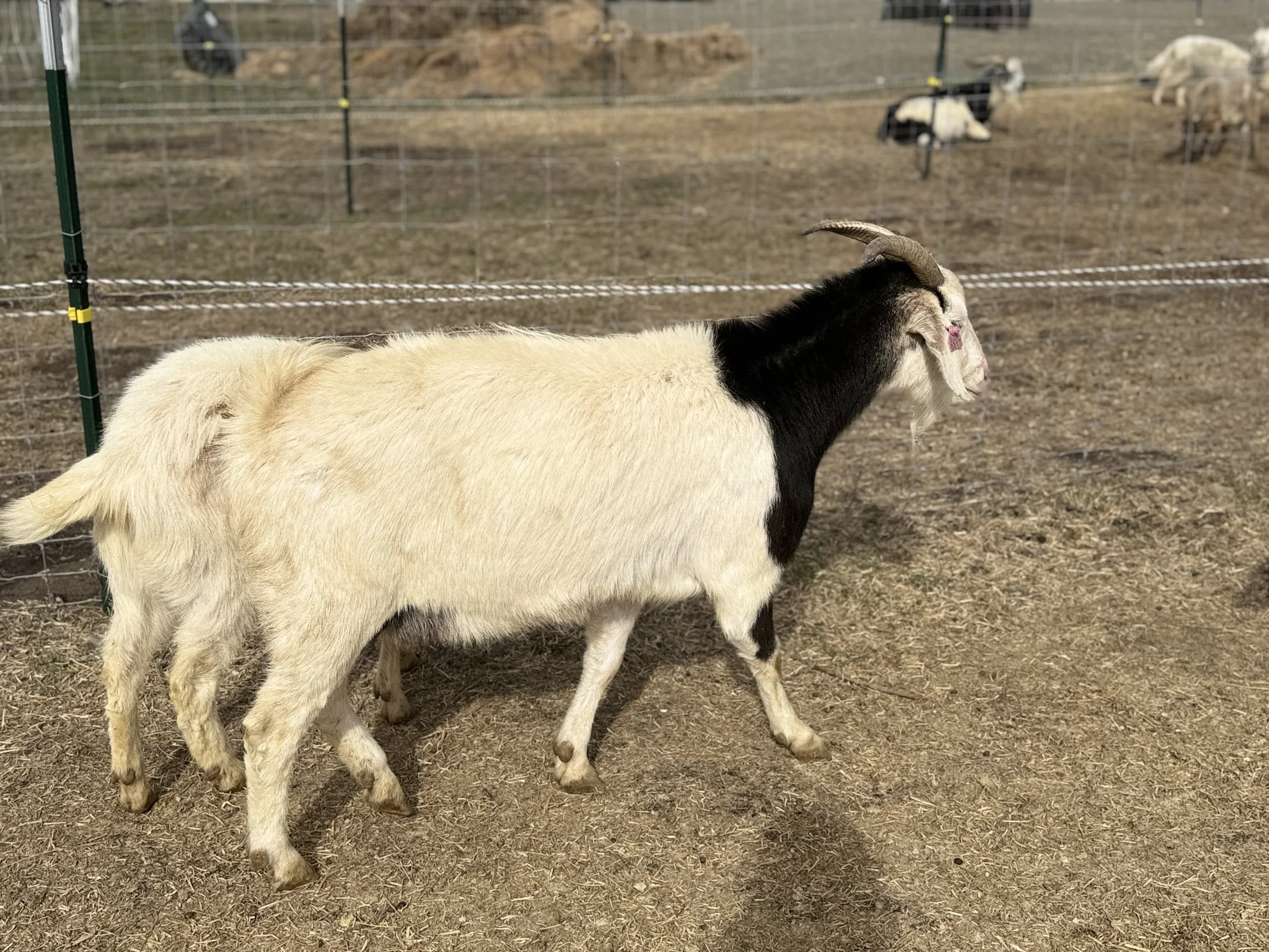 Pipcorn- 3 year old registered American Kiko doe (proven)