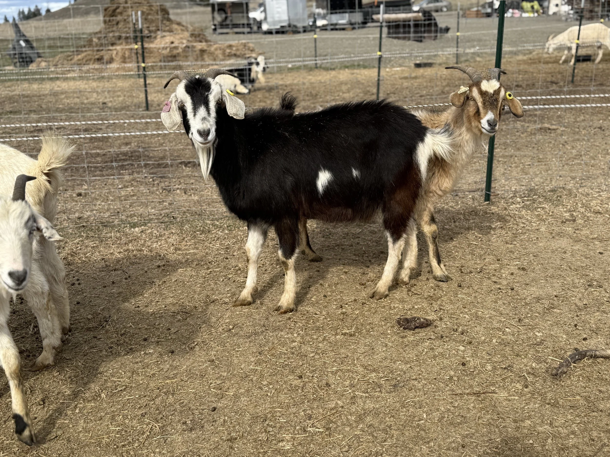 Texas- 3 year old registered American Kiko doe (proven)
