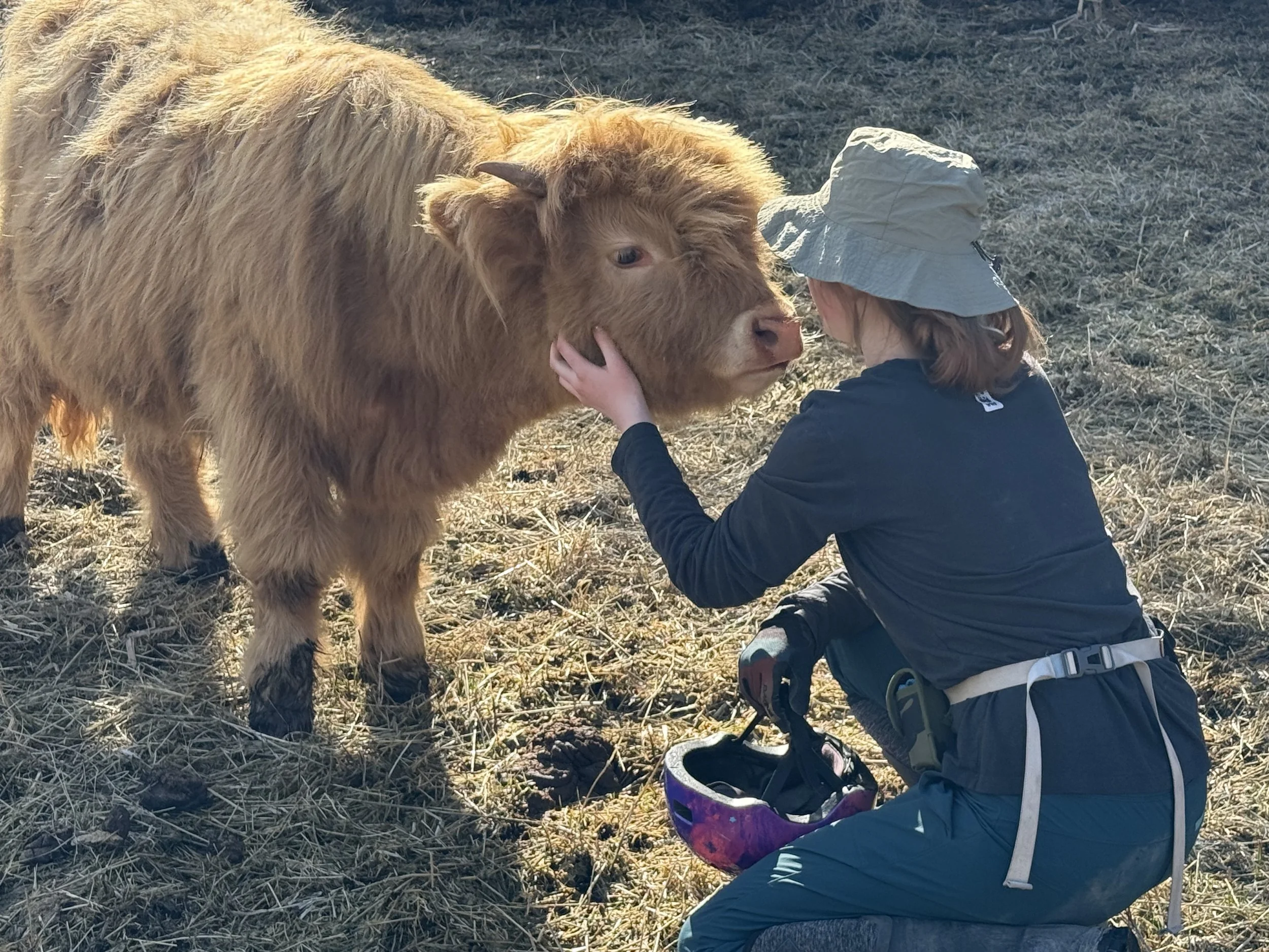 Uno- yearling registrable Highland steer (pet or show homes only)