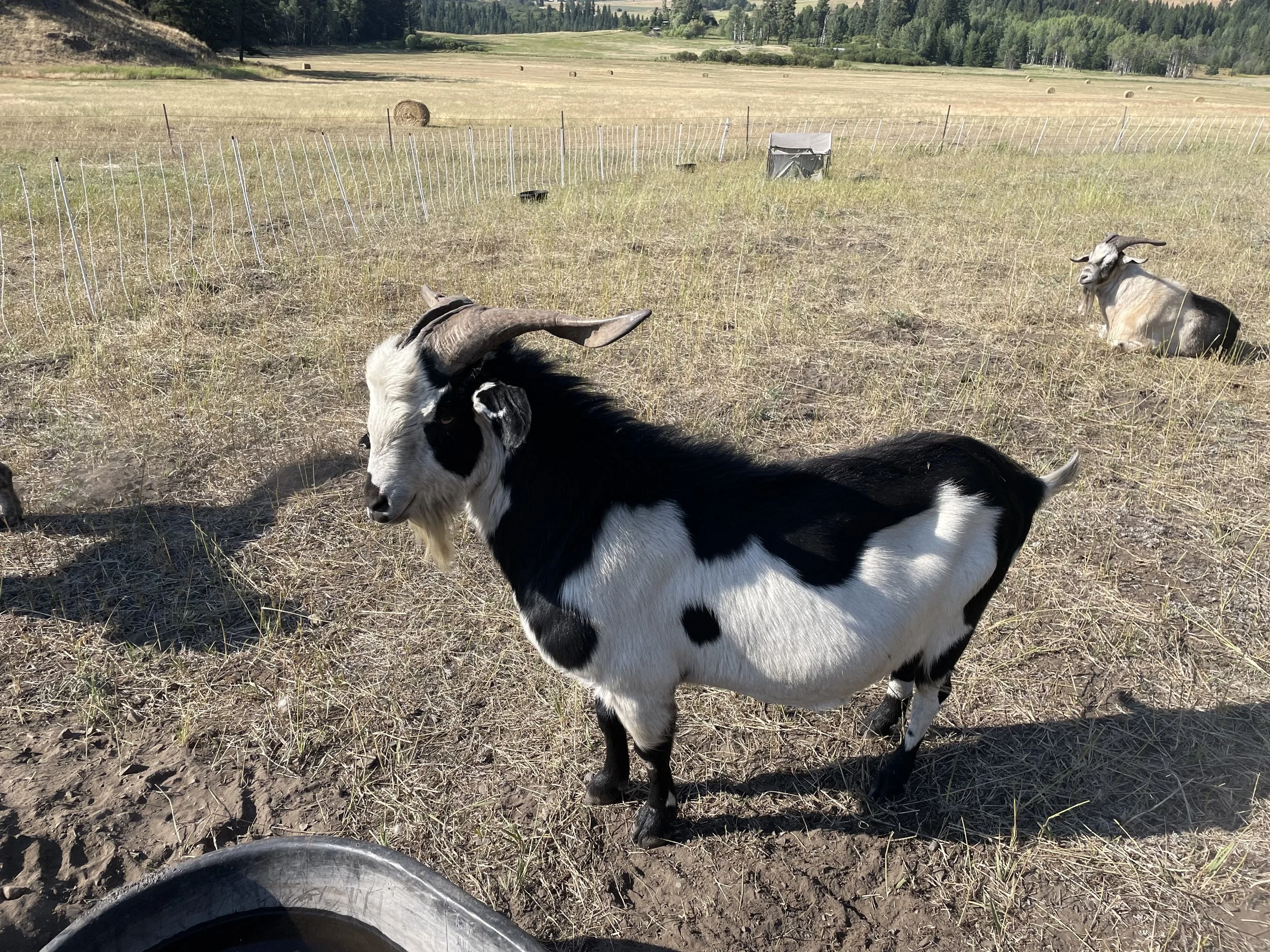 Current herd sire Big Kenny
