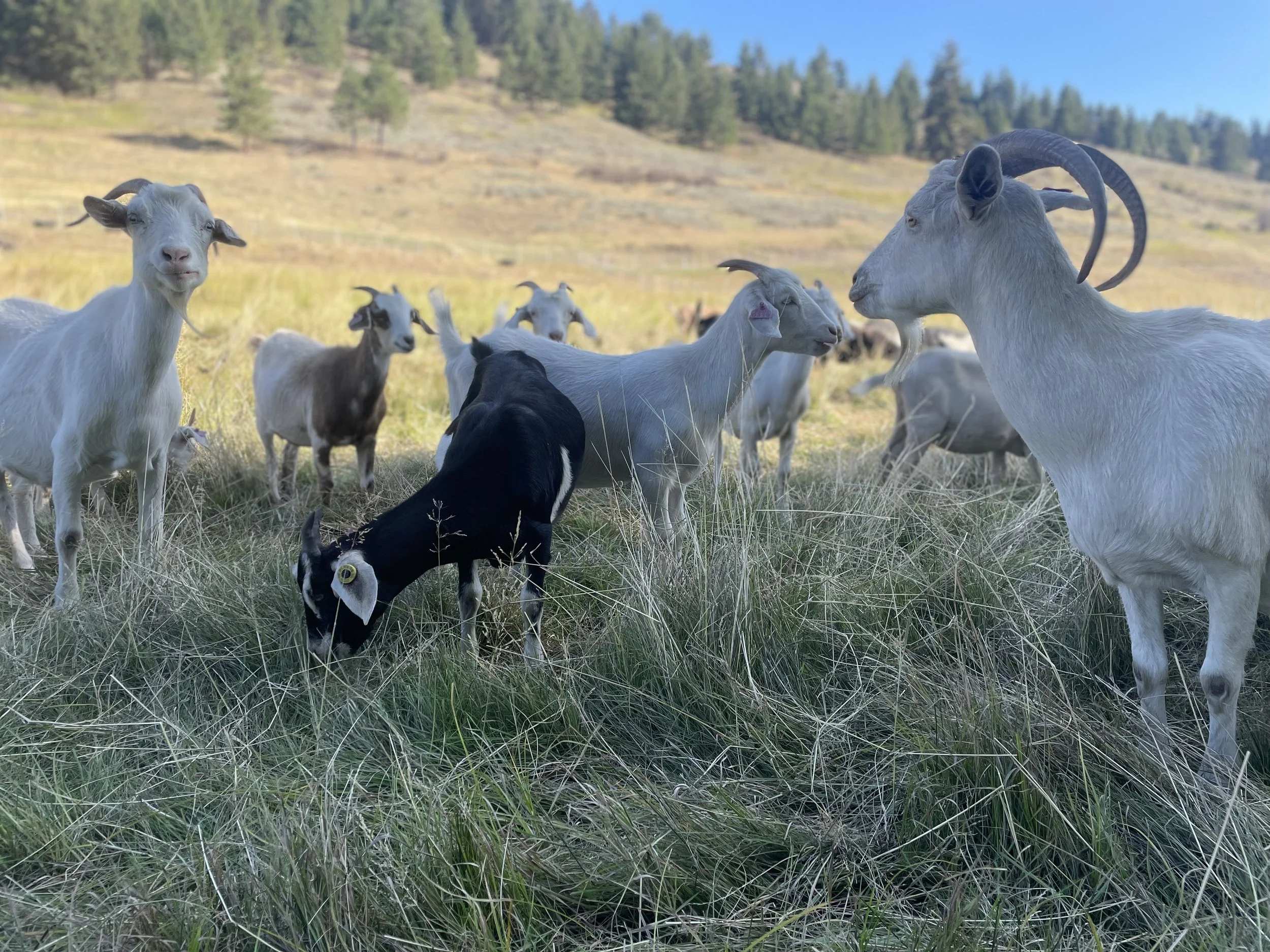Kiko Goats