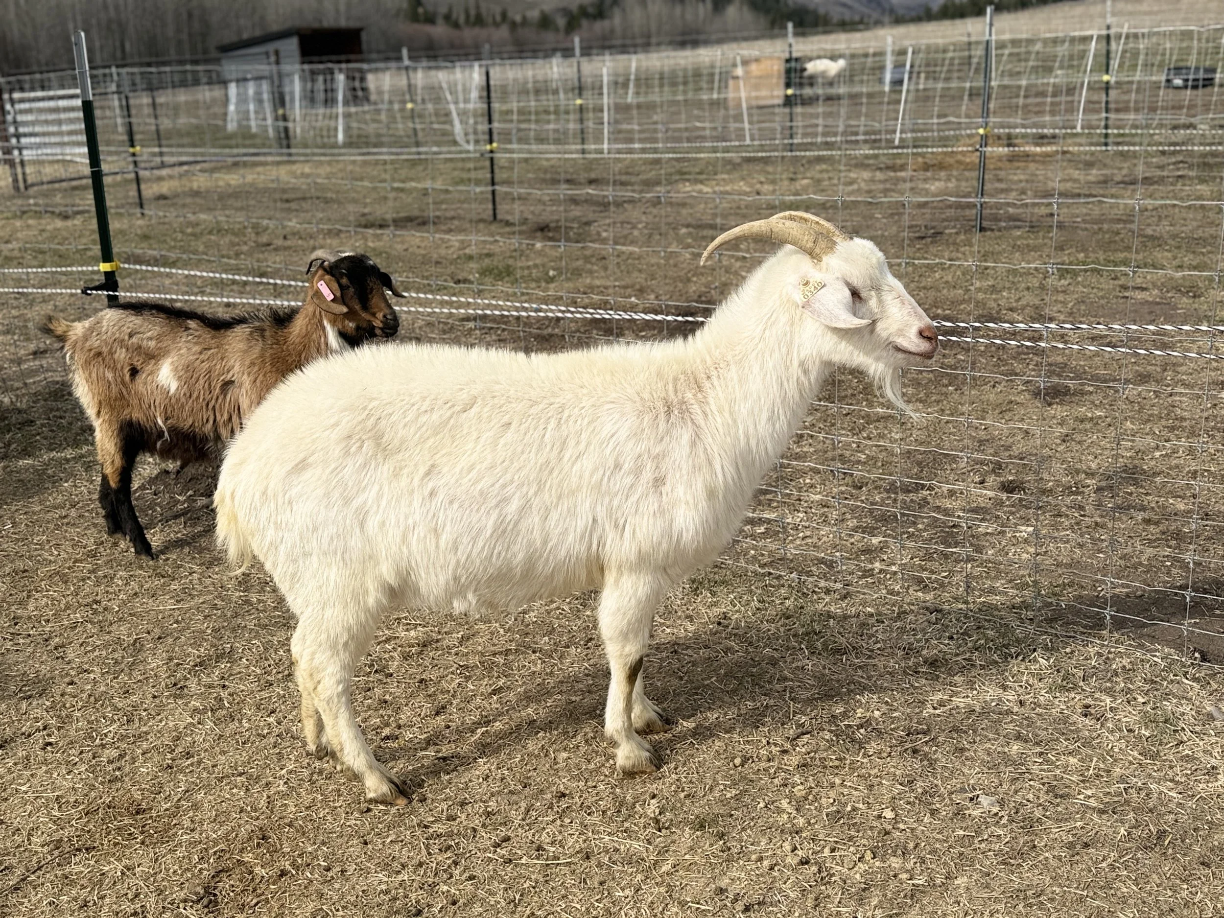 V- 3 year old reregistered American Kiko doe (not proven)
