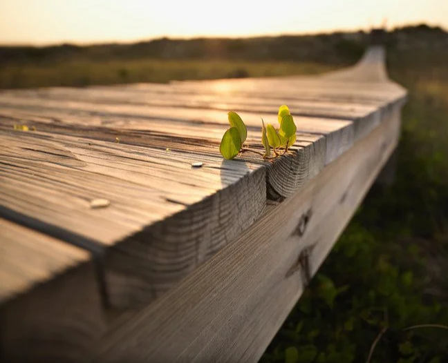 walkway made of wooden slats with a young plant with green leaves growing through the planks