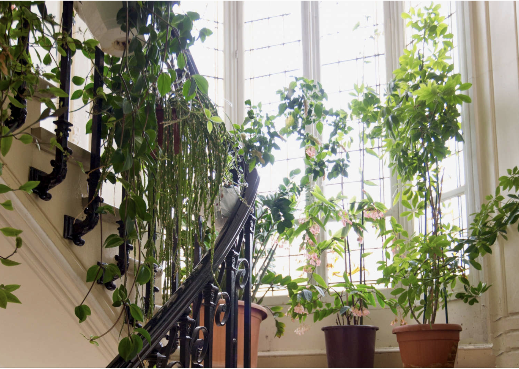 Indoor plants on a staircase near a large window with sunlight streaming in.