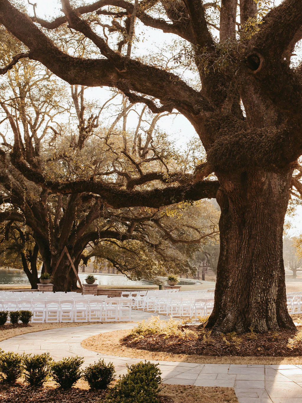 Large tree with sprawling branches in a park setting, with white folding chairs arranged in rows for an event, near water in the background.