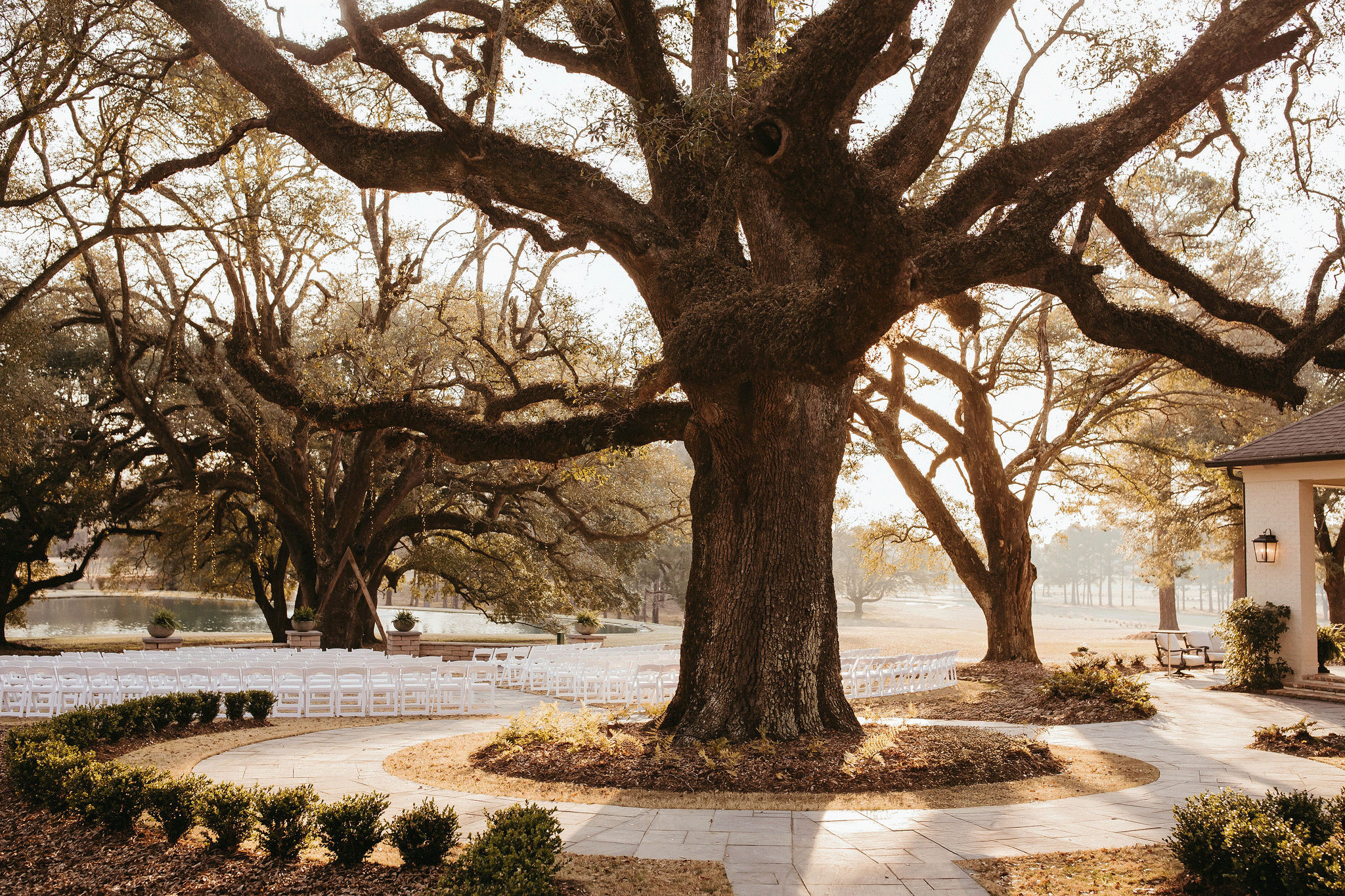 Large oak tree canopy in a decorated outdoor wedding ceremony setting with chairs, a pathway, and a building with a lamp, all illuminated by warm sunlight.