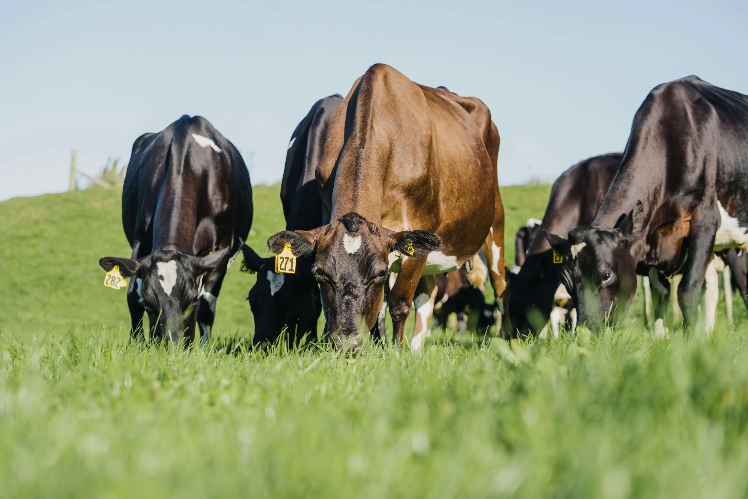  LIC Innovation Farm and Methane Barn Site Tour