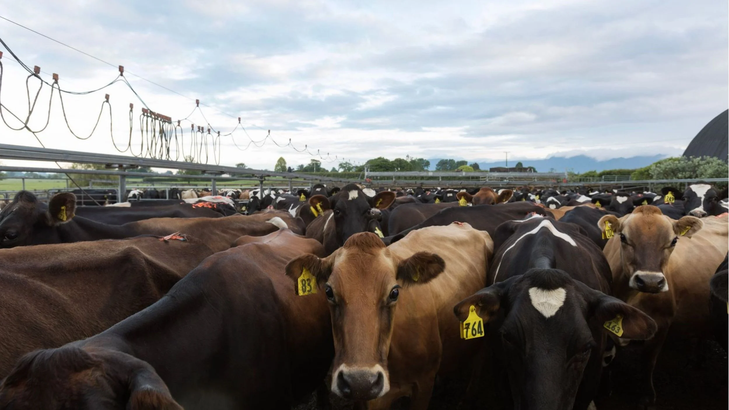 LIC Riverlea Road Research and Testing Facilities Site Tour