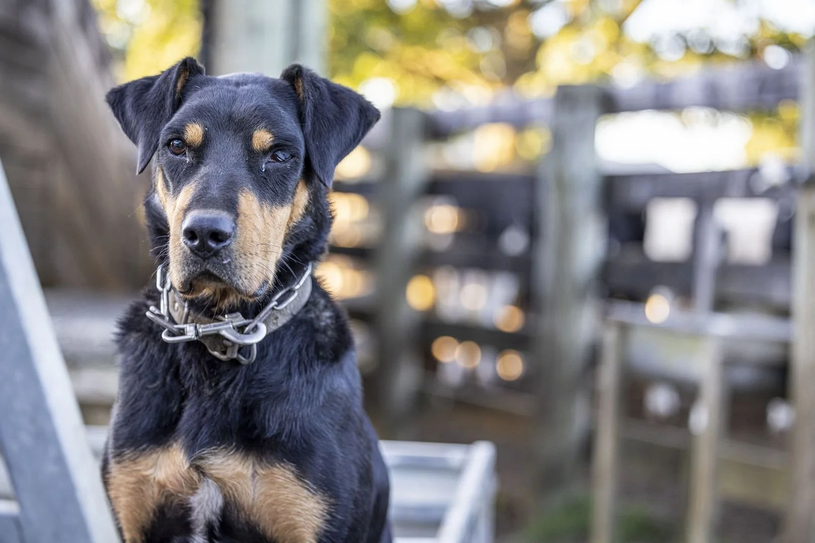 Changing of the guard: Stepping up the succession conversation in New Zealand farming