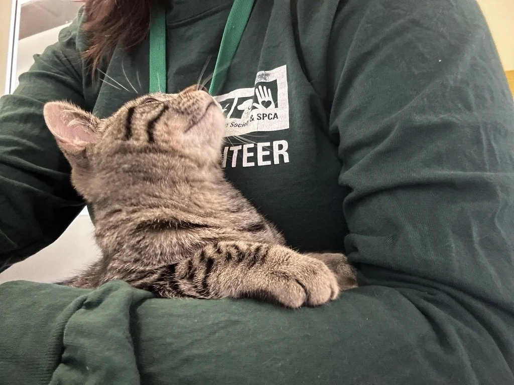 General Volunteering