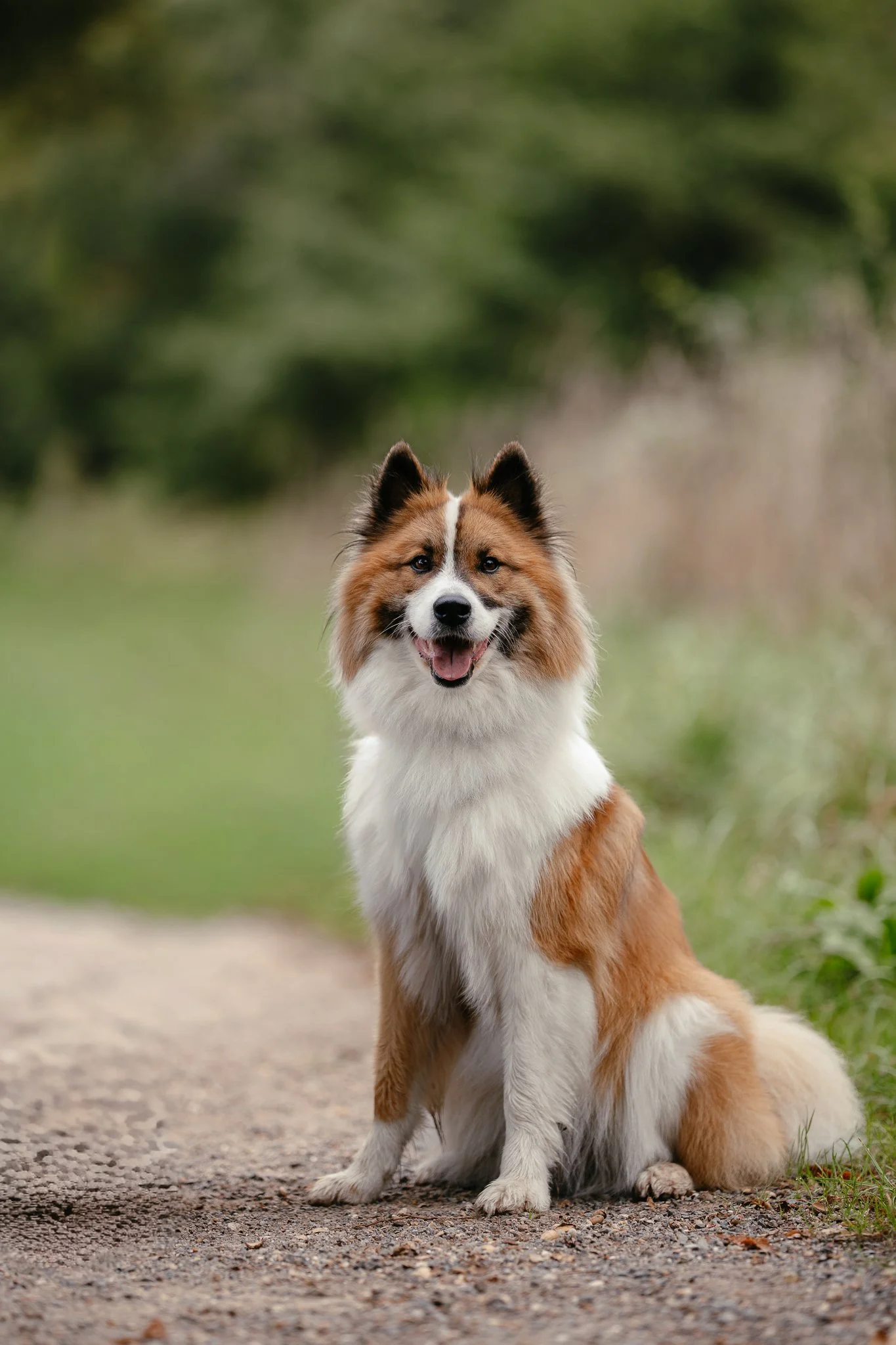 Eine glückliche Elo Hündin sitzt auf einem Waldweg.