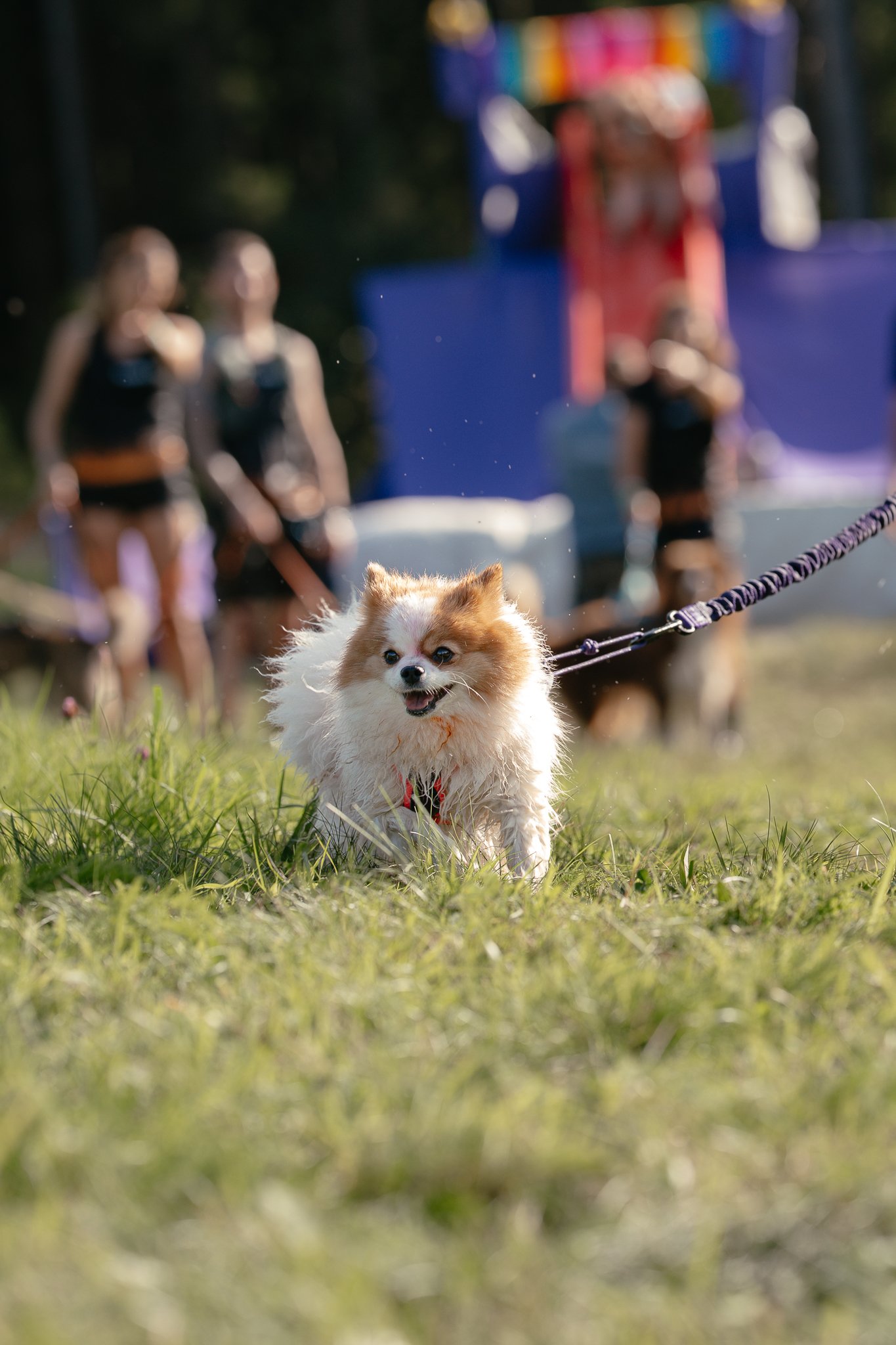 Ein kleiner Pomeranian Zweispitz rennt Canicross auf einer Wiese.