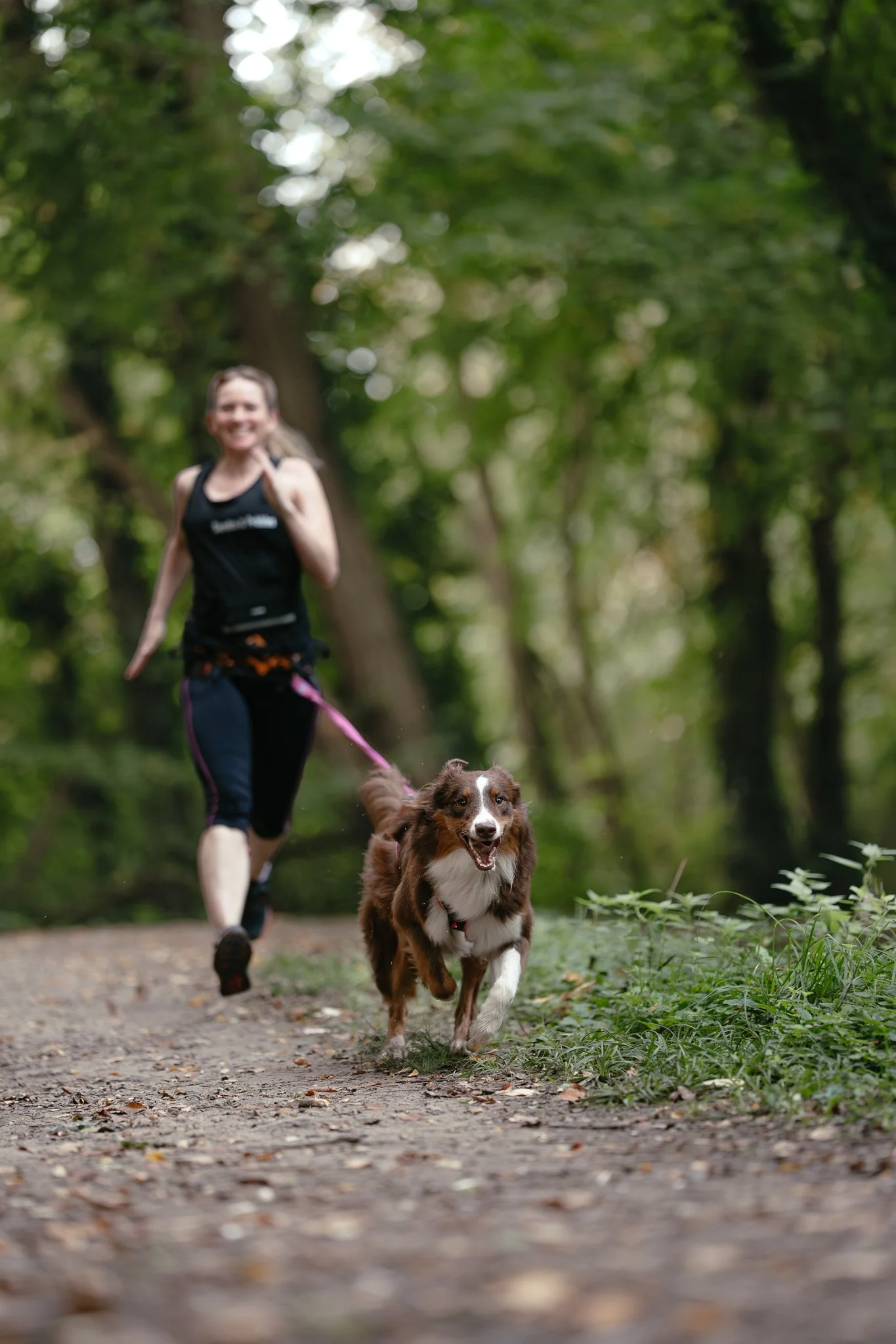 Australian Shepherd mit Frauchen beim Canicross im Wald