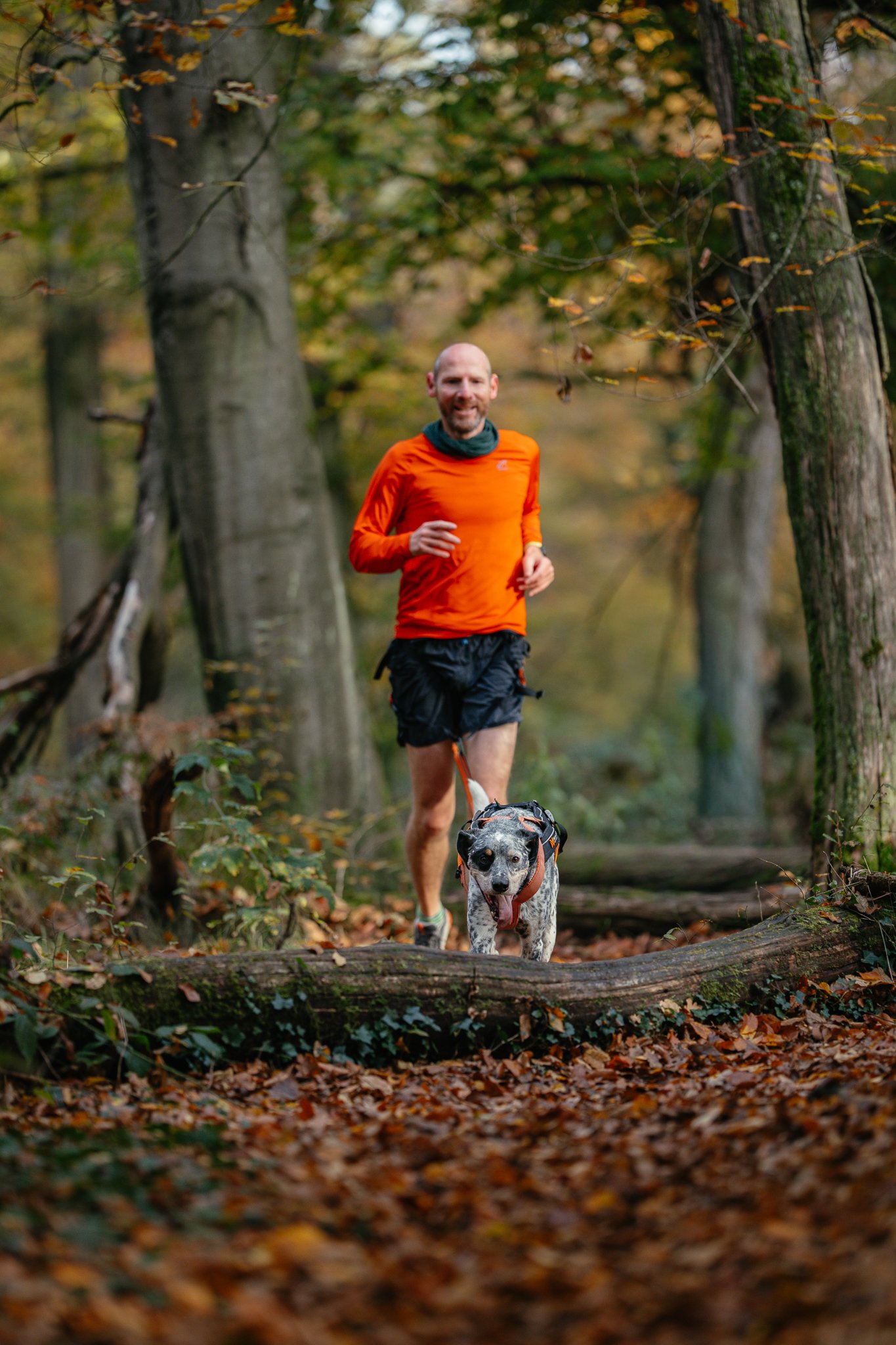 Ein Mann joggt mit Hound Canicross durch einen Wald, umgeben von Bäumen mit gelben Blättern auf dem Boden.