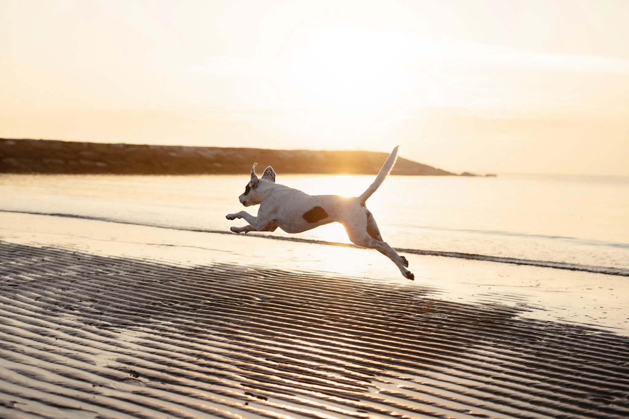 Hund rennt am Strand bei Sonnenaufgang im Sand. 