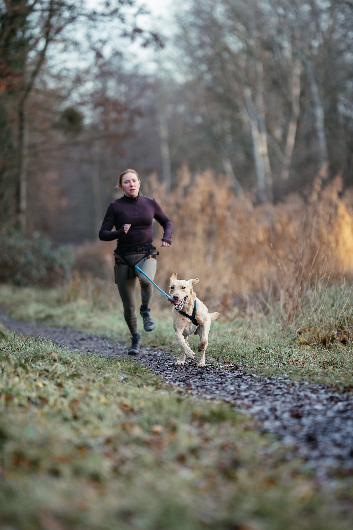 Frau läuft Canicross mit Labrador Retriever auf einem Waldweg.
