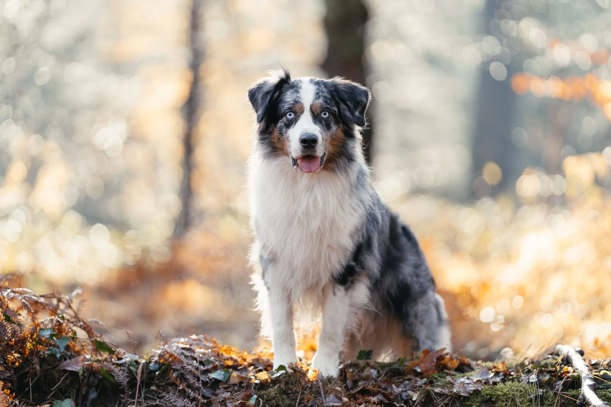 Ein Australian Shepherd Rüde steht im Wald bei Morgenlicht.