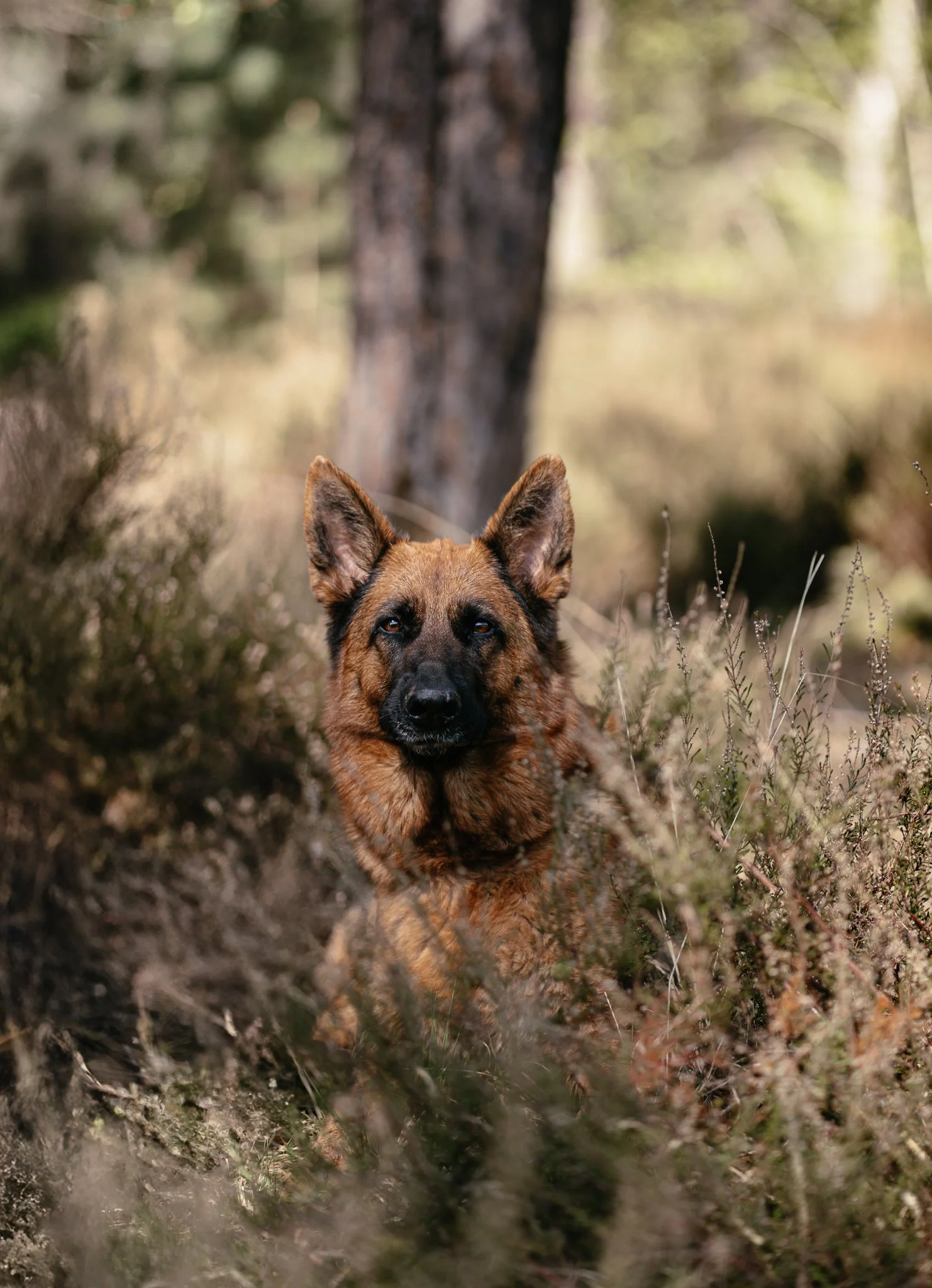 Ein Deutscher Schäferhund, sitzt im Wald zwischen Büschen.
