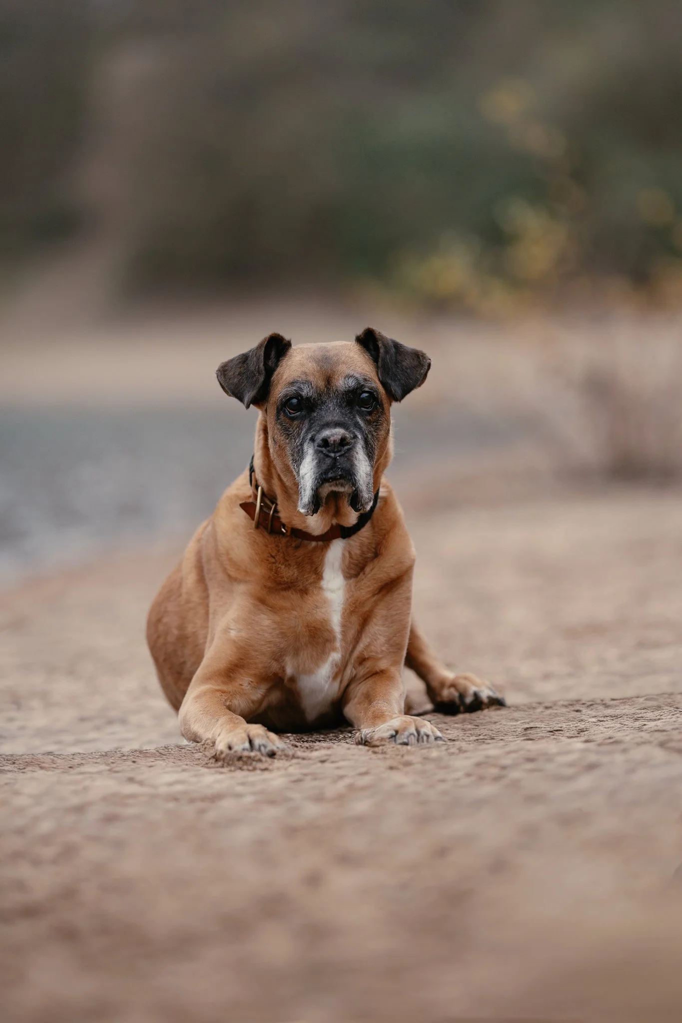 Ein brauner Hund liegt auf dem Sand am Seeufer.